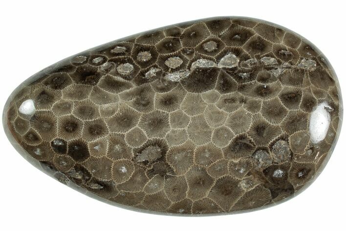 Polished Petoskey Stone (Fossil Coral) - Michigan #227522